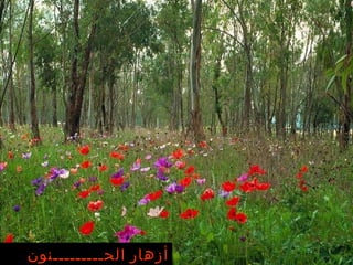 أزهار الحـــــــــنون في مجـــــدو   