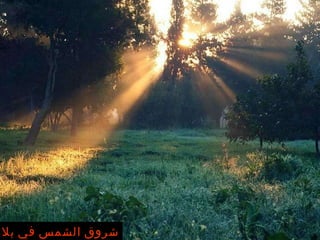 Shai Ginot شروق الشمس في بلادي 