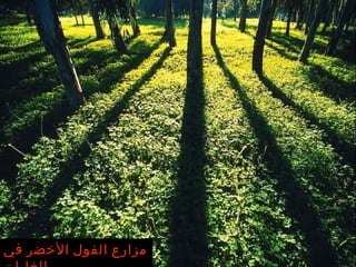 مزارع الفول الأخضر في الغابات 