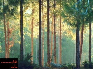 غابــــــــات البصــــــــة   