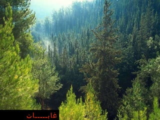 غابـــــات الجلـــــيل 