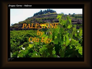 PALESTINE by Ola Egy 