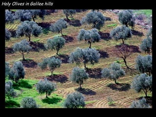 Holy Olives in Galilee hills 