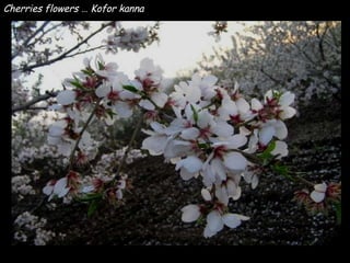 Cherries flowers … Kofor kanna 
