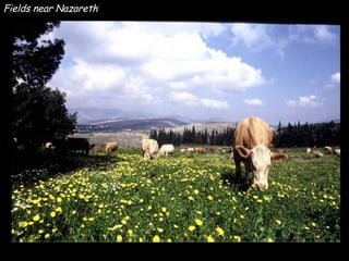 Fields near Nazareth 