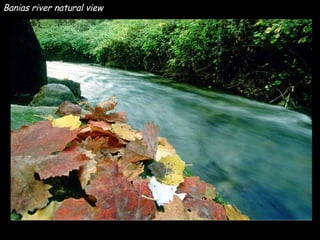 Banias river natural view 