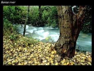 Banias river 