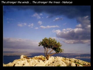 The stronger the winds … The stronger the trees - Naharya 