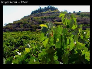 Grapes farms - Hebron 