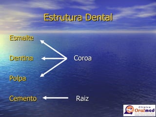 Estrutura Dental Esmalte Dentina   Coroa Polpa Cemento   Raiz 