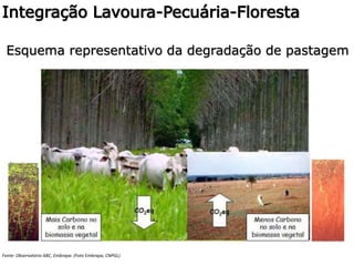 Integração Lavoura-Pecuária-Floresta
Esquema representativo da degradação de pastagem
Fonte: Observatório ABC, Embrapa. (Foto Embrapa, CNPGL)
 