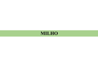 MILHO
 