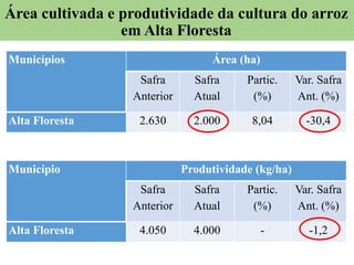 Área cultivada e produtividade da cultura do arroz
em Alta Floresta
Municípios Área (ha)
Safra
Anterior
Safra
Atual
Partic.
(%)
Var. Safra
Ant. (%)
Alta Floresta 2.630 2.000 8,04 -30,4
Município Produtividade (kg/ha)
Safra
Anterior
Safra
Atual
Partic.
(%)
Var. Safra
Ant. (%)
Alta Floresta 4.050 4.000 - -1,2
 