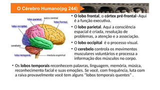 O Cérebro Humano(pg 244)
• O lobo frontal, o córtex pré-frontal–Aqui
é a função executiva.
• O lobo parietal. Aqui a consciência
espacial é criada, resolução de
problemas, a atenção e a associação.
• O lobo occipital é o processo visual.
• O cerebelo controla os movimentos
musculares voluntários e processa a
informação dos músculos no corpo.
• Os lobos temporais reconhecem palavras, linguagem, memória, música,
reconhecimento facial e suas emoções. Se você, com frequência, luta com
a raiva provavelmente você tem alguns “lobos temporais quentes” .
 