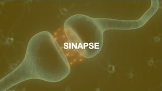 SINAPSE
 