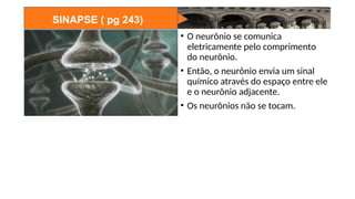 SINAPSE ( pg 243)
• O neurônio se comunica
eletricamente pelo comprimento
do neurônio.
• Então, o neurônio envia um sinal
químico através do espaço entre ele
e o neurônio adjacente.
• Os neurônios não se tocam.
 