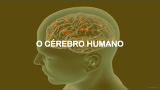O CÉREBRO HUMANO
 