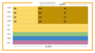 REGISTRADORES
ACX
EBX
ECX
EDX
ESI
EDI
ESP
EBP
EIP
AX AH AL
BX BH BL
CX CH CL
DX DH DL
32 BITS
16 BITS
 