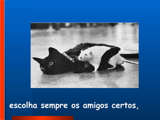 escolha sempre os amigos certos,   