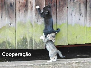 Cooperação
 
