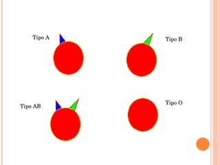 Tipo A Tipo B Tipo AB Tipo O 