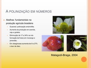  Abelhas: fundamentais na
produção agrícola brasileira
 Guaraná: polinização entomófila;
 Aumento da produção em acerola,
caju e goiaba;
 Diminuição de 17 a 34% na má-
formação de frutos em morango e
pimentão;
 Em oleaginosas aumenta de 9 a 27%
o teor de óleo;
A POLINIZAÇÃO EM NÚMEROS
Malagodi-Braga, 2004
 