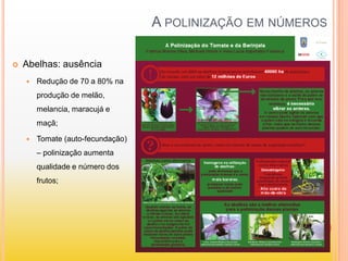 A POLINIZAÇÃO EM NÚMEROS
 Abelhas: ausência
 Redução de 70 a 80% na
produção de melão,
melancia, maracujá e
maçã;
 Tomate (auto-fecundação)
– polinização aumenta
qualidade e número dos
frutos;
 