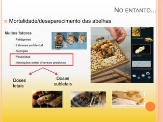  Mortalidade/desaparecimento das abelhas
Muitos fatores
Patógenos
Estresse ambiental
Nutrição
Pesticidas
Interações entre diversos produtos
Doses
letais
Doses
subletais
NO ENTANTO...
 
