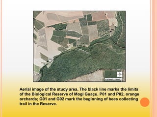 Aerial image of the study area. The black line marks the limits
of the Biological Reserve of Mogi Guaçu. P01 and P02, orange
orchards; G01 and G02 mark the beginning of bees collecting
trail in the Reserve.
 