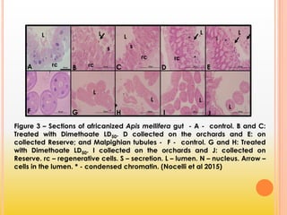 Figure 3 – Sections of africanized Apis mellifera gut - A - control. B and C:
Treated with Dimethoate LD50. D collected on the orchards and E: on
collected Reserve; and Malpighian tubules - F - control. G and H: Treated
with Dimethoate LD50. I collected on the orchards and J: collected on
Reserve. rc – regenerative cells. S – secretion. L – lumen. N – nucleus. Arrow –
cells in the lumen. * - condensed chromatin. (Nocelli et al 2015)
A B C D E
F G H I J
rc rc
rc rc
s
s
*
* s
*
L
L L
L
L L
L L L
 