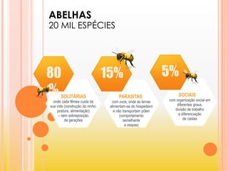 80
% SOLITÁRIAS
onde cada fêmea cuida da
sua vida (construção do ninho,
postura, alimentação)
– sem sobreposição
de gerações
15%
PARASITAS
com ovos, onde as larvas
alimentam-se do hospedeiro
e não transportam pólen
(comportamento
semelhante
a vespas)
5%
SOCIAIS
com organização social em
diferentes graus,
divisão de trabalho
e diferenciação
de castas
ABELHAS
20 MIL ESPÉCIES
 