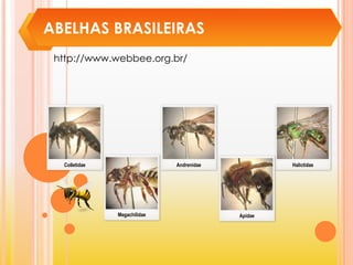 ABELHAS BRASILEIRAS
http://www.webbee.org.br/
Colletidae
Megachilidae
Andrenidae Halictidae
Apidae
 