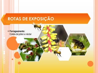 ROTAS DE EXPOSIÇÃO
 Forrageamento:
Coleta de pólen e néctar
 