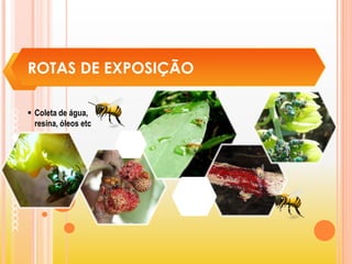 ROTAS DE EXPOSIÇÃO
 Coleta de água,
resina, óleos etc
 