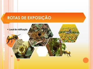 ROTAS DE EXPOSIÇÃO
 Local de nidificação
 