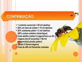 CONTRIBUIÇÃO
 1 colméia comercial = 50 mil abelhas
 20% em fase de coleta = 10 mil abelhas
 20% coletando pólen = 2 mil abelhas
(80% outras coletam néctar/água)
 Cada abelha realiza 6 viagens/hora ou 48
viagens dia (8 horas/dia) = 96 mil
viagens/dia/colméia (pólen)
 (Média 5 flores/viagens)
 Total de 480 mil flores/dia visitadas
 