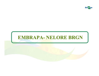 EMBRAPA- NELORE BRGN 
 