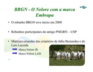 BRGN - O Nelore com a marca 
Embrapa 
• O rebanho BRGN teve início em 2000 
• Rebanhos participantes do antigo PMGRN – USP 
• Matrizes oriundas dos criatórios de Júlio Bernardes e de 
Laís Lacerda 
Marca Nelore JR 
Marca Nelore LAIS 
• 
 