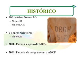 HISTÓRICO 
• 100 matrizes Nelore PO 
– Nelore JR 
– Nelore LAIS 
• 2 Touros Nelore PO 
– Nelore JR 
• 2000: Parceria e apoio da ABCZ 
• 2001: Parceria de pesquisa com a ANCP 
 
