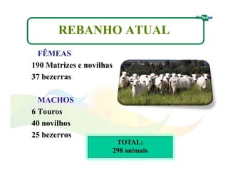 REBANHO ATUAL 
FÊMEAS 
190 Matrizes e novilhas 
37 bezerras 
MACHOS 
6 Touros 
40 novilhos 
25 bezerros 
TOTAL: 
298 animais 
 