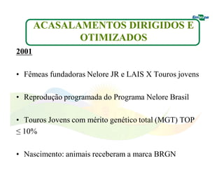 2001 
ACASALAMENTOS DIRIGIDOS E 
OTIMIZADOS 
• Fêmeas fundadoras Nelore JR e LAIS X Touros jovens 
• Reprodução programada do Programa Nelore Brasil 
• Touros Jovens com mérito genético total (MGT) TOP 
≤ 10% 
• Nascimento: animais receberam a marca BRGN 
 