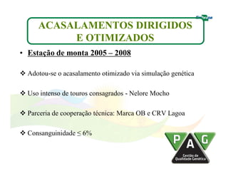 ACASALAMENTOS DIRIGIDOS 
E OTIMIZADOS 
• Estação de monta 2005 – 2008 
 Adotou-se o acasalamento otimizado via simulação genética 
 Uso intenso de touros consagrados - Nelore Mocho 
 Parceria de cooperação técnica: Marca OB e CRV Lagoa 
 Consanguinidade ≤ 6% 
 