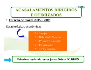 ACASALAMENTOS DIRIGIDOS 
E OTIMIZADOS 
• Estação de monta 2005 – 2008 
1 - Biotipo 
2 – Habilidade Materna 
3 – Perímetro Escrotal 
4 – Crescimento 
5 – Temperamento 
Primeiras vendas de touros jovens Nelore PO BRGN 
 