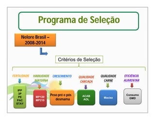 Programa de Seleção 
Nelore Brasil – 
2008-2014 
Critérios de Seleção 
FERTILIDADE HABILIDADE 
MATERNA 
CRESCIMENTO QUALIDADE 
CARCAÇA 
QUALIDADE 
CARNE 
Peso pré e pós 
desmama 
ACAB 
AOL 
MP120 
MP210 
Maciez 
IPP 
3P 
PE 
PAC 
STAY 
EFICIÊNCIA 
ALIMENTAR 
Consumo 
GMD 
 