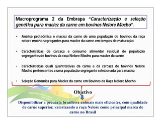 Macroprograma 2 da Embrapa “Caracterização e seleção 
genética para maciez da carne em bovinos NeloreMocho”. 
• Análise proteômica e maciez da carne de uma população de bovinos da raça 
nelore mocho segregantes para maciez da carne em tempos de maturação 
• Características de carcaça e consumo alimentar residual de população 
segregantes de bovinos da raça NeloreMocho para maciez da carne 
• Características quali quantitativas da carne e da carcaça de bovinos Nelore 
Mocho pertencentes a uma população segregante selecionada para maciez 
• Seleção Genômica para Maciez da carne em Bovinos da Raça NeloreMocho 
Objetivo 
Disponibilizar a pecuária brasileira animais mais eficientes, com qualidade 
de carne superior, valorizando a raça Nelore como principal marca de 
carne no Brasil 
 