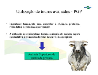Utilização de touros avaliados - PGP 
• Importante ferramenta para aumentar a eficiência produtiva, 
reprodutiva e econômica dos rebanhos 
• A utilização de reprodutores testados aumenta de maneira segura 
e cumulativa a frequência de genes desejáveis nos rebanhos 
Animais Superiores de 
qualidade provada 
 