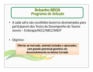 Rebanho BRGN 
Programa de Seleção 
• A cada safra são escolhidos bezerros desmamados para 
participarem dos Testes de Desempenho de Touros 
Jovens – Embrapa/AGCZ/ABCZ/ANCP 
• Objetivo: 
Ofertar ao mercado, animais testados e aprovados, 
com grande potencial genético em 
desenvolvimento no bioma Cerrado 
 
