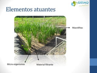 Elementos atuantes 
Material filtrante 
Macrófitas 
Micro-organismos  