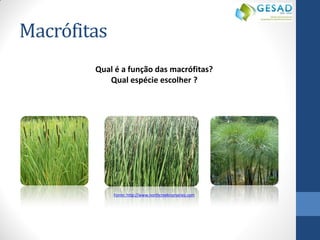 Macrófitas 
Qual é a função das macrófitas? 
Qual espécie escolher ? 
Fonte: http://www.northcreeknurseries.com  