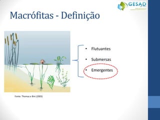Macrófitas - Definição 
•Flutuantes 
•Submersas 
•Emergentes 
Fonte: Thomaz e Bini (2003)  